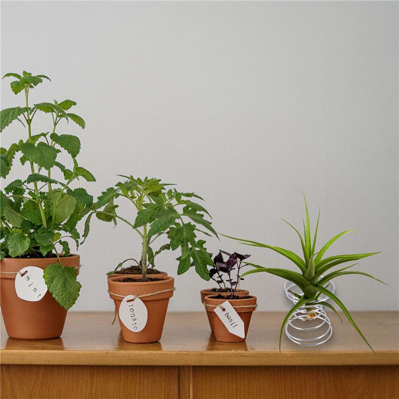 Air Plant Tillandsia - Sıcak Satış-6 Parça Hava Tesisi Standı
