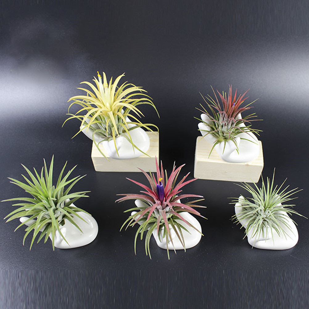 Air Plant Tillandsia - 8 Adet Seramik Parmak Ocarina Tabanı,