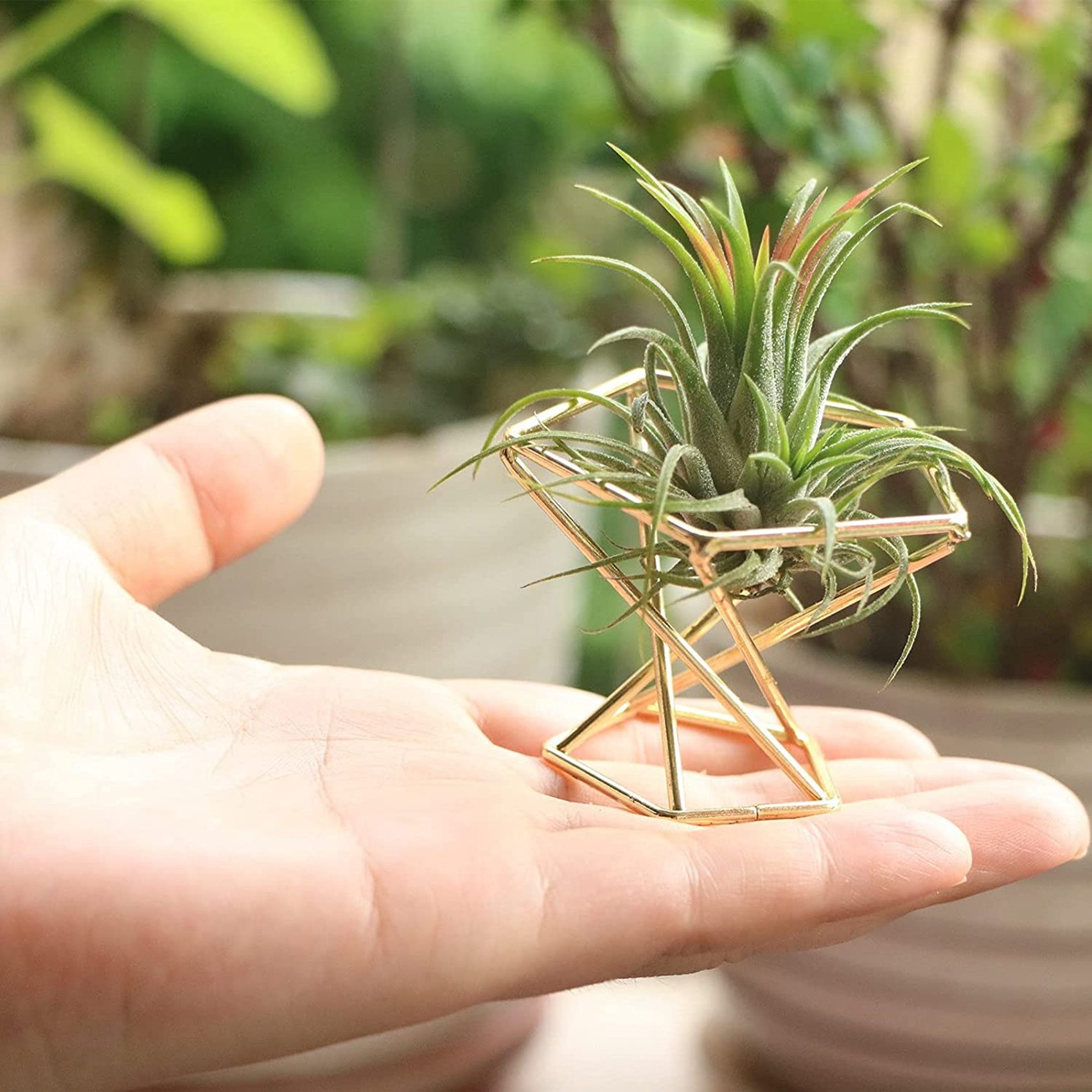 6 Adet Geometrik Hava Tesisi T - Air Plant Tillandsia incelemesi ve fiyatı