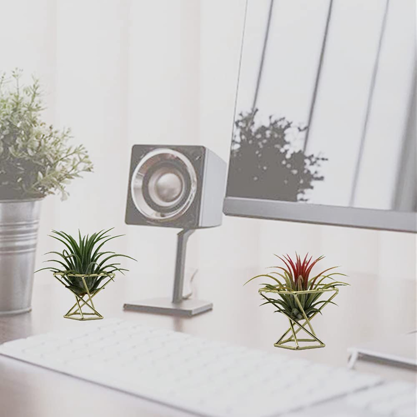 6 Adet Geometrik Hava Tesisi T - Air Plant Tillandsia incelemesi ve fiyatı
