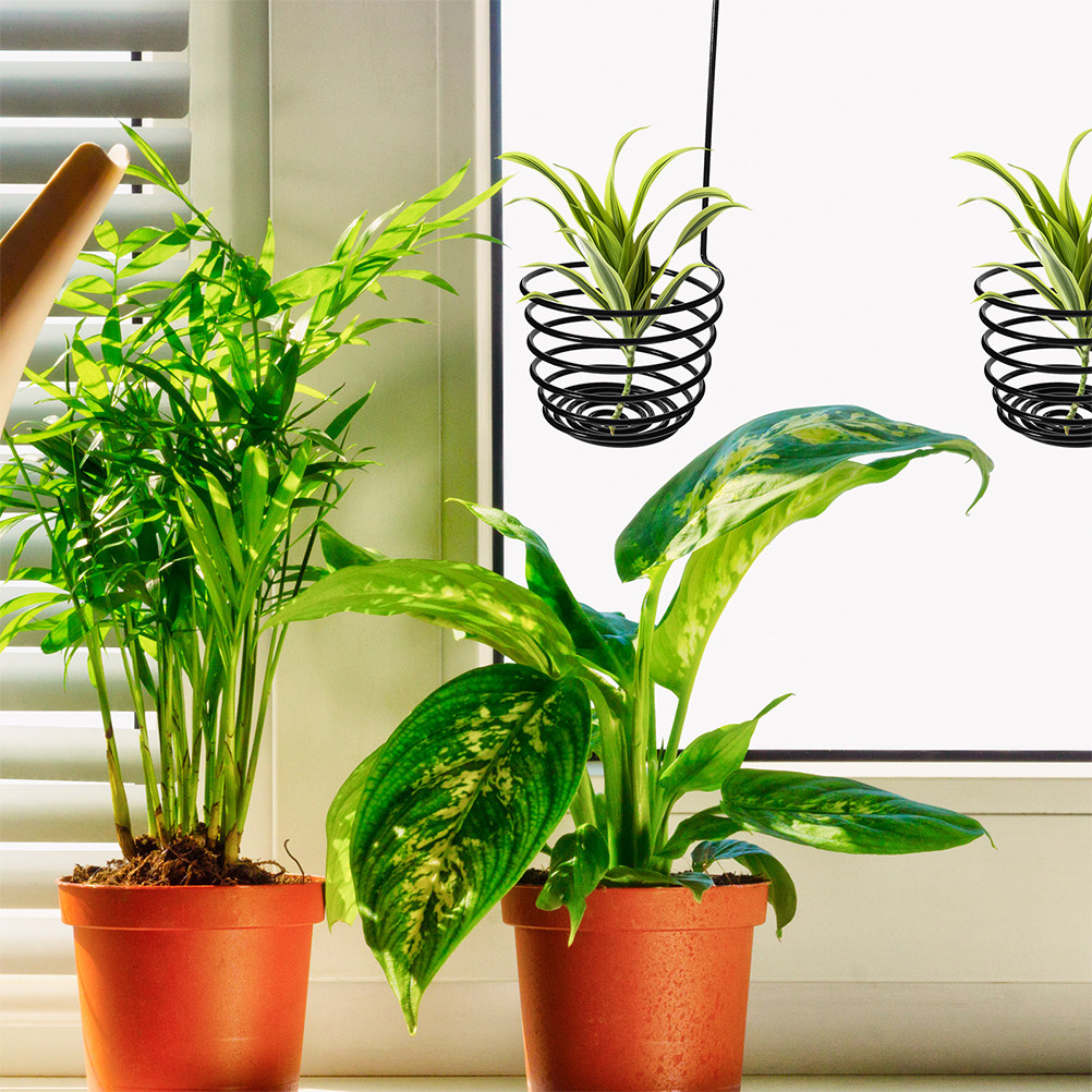 3 Adet Spiral Hava Bitkisi Ask - Air Plant Tillandsia incelemesi ve fiyatı