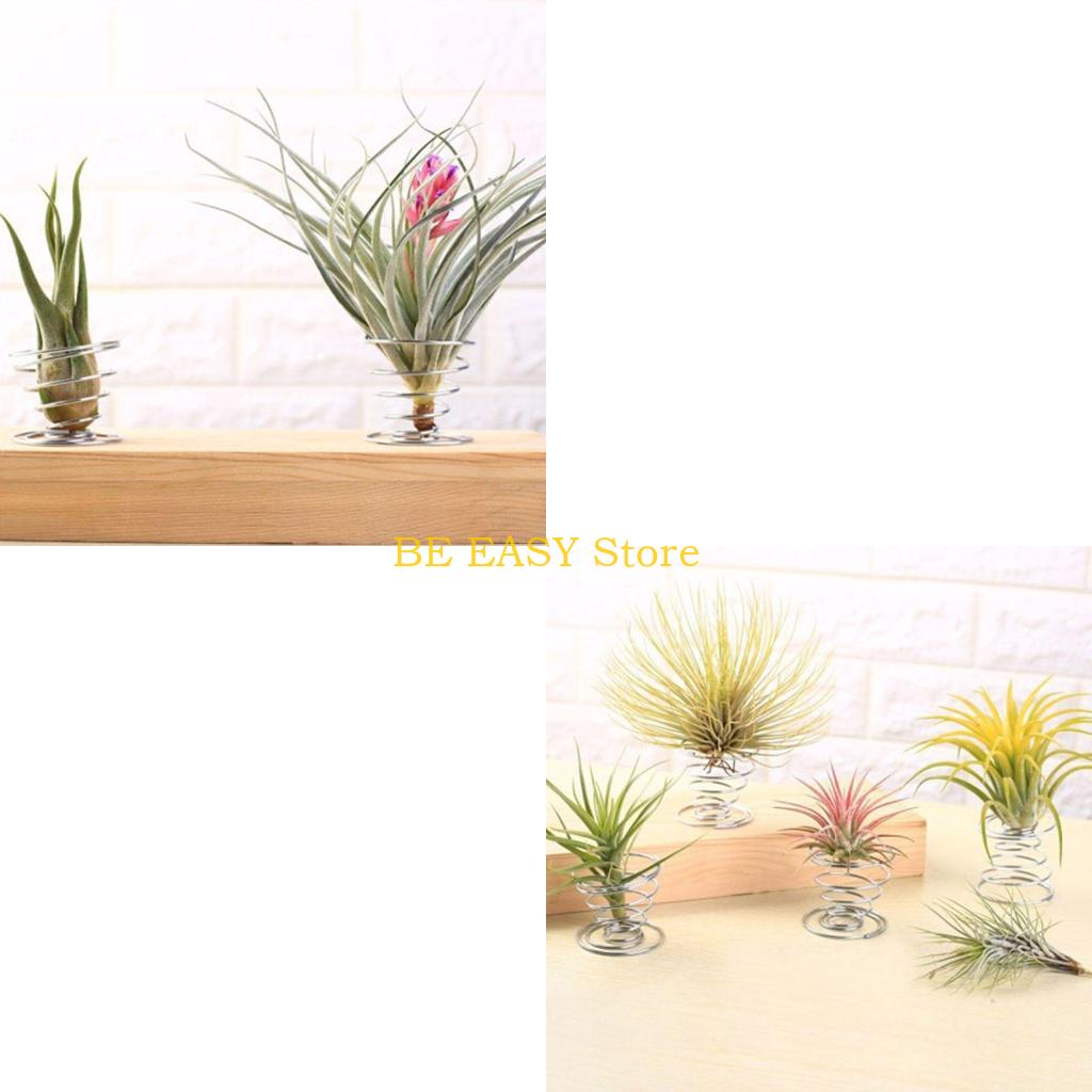 E28F Dekoru için 20 Canlı Trop - Air Plant Tillandsia incelemesi ve fiyatı