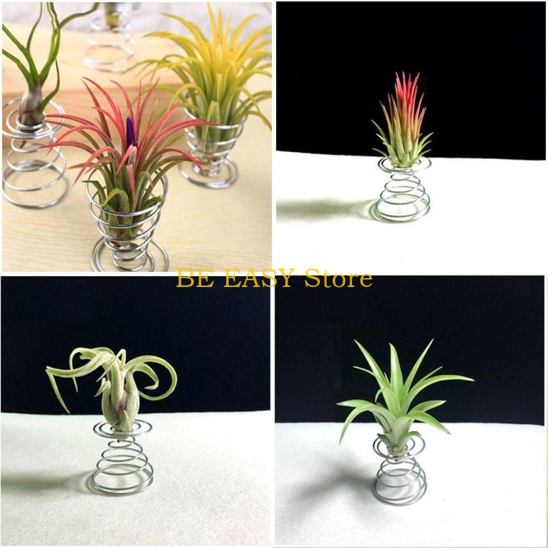 E28F Dekoru için 20 Canlı Trop - Air Plant Tillandsia incelemesi ve fiyatı