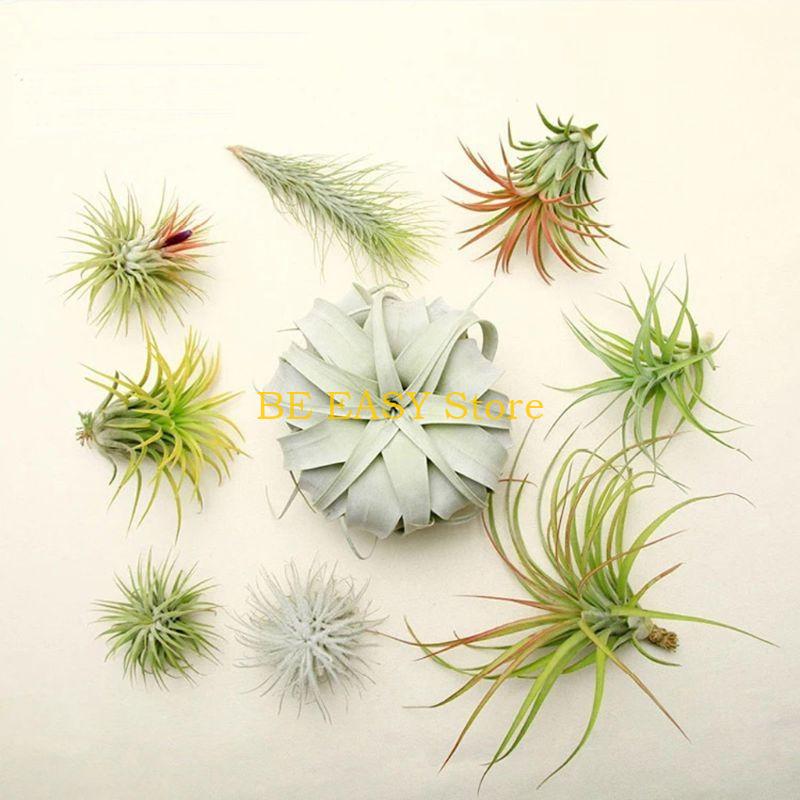 E28F Dekoru için 20 Canlı Trop - Air Plant Tillandsia incelemesi ve fiyatı