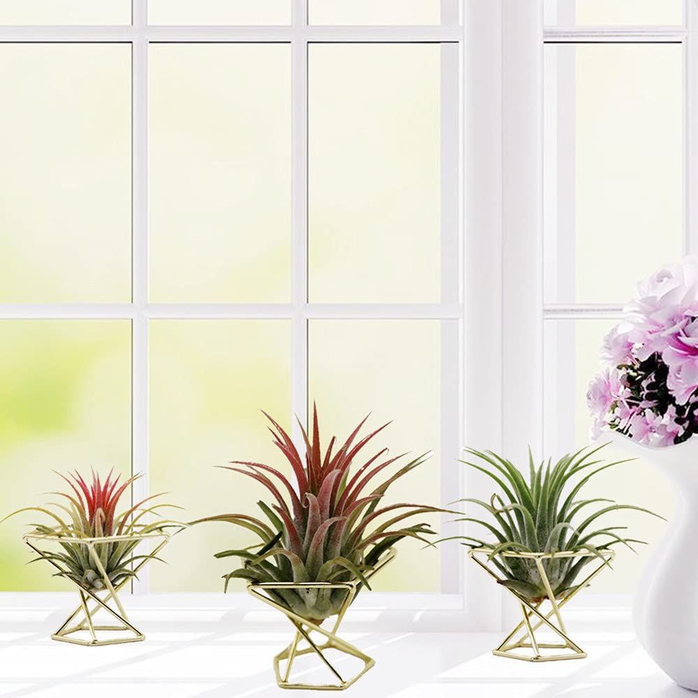 ETRT Geometrik Hava Tesisi Tut - Air Plant Tillandsia incelemesi ve fiyatı