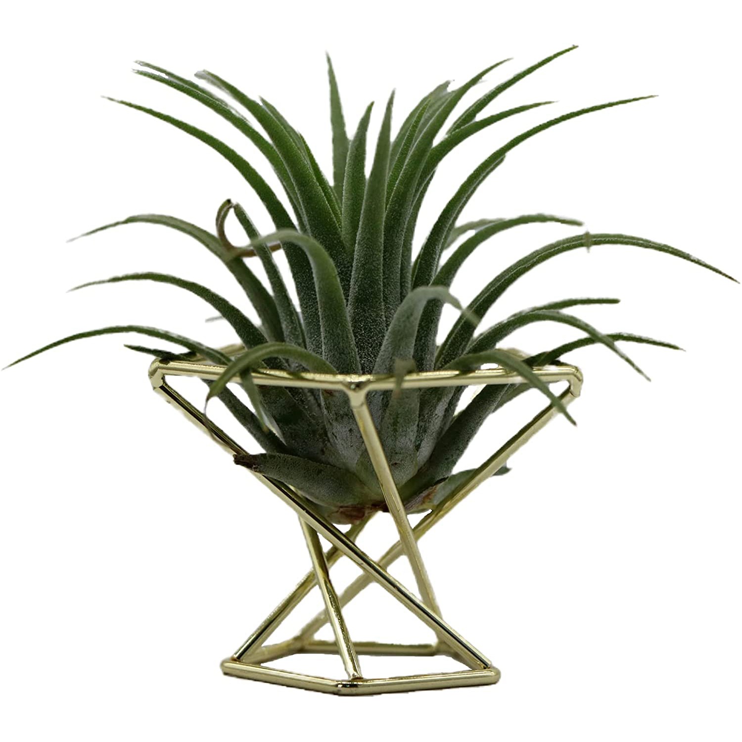 ETRT Geometrik Hava Tesisi Tut - Air Plant Tillandsia incelemesi ve fiyatı