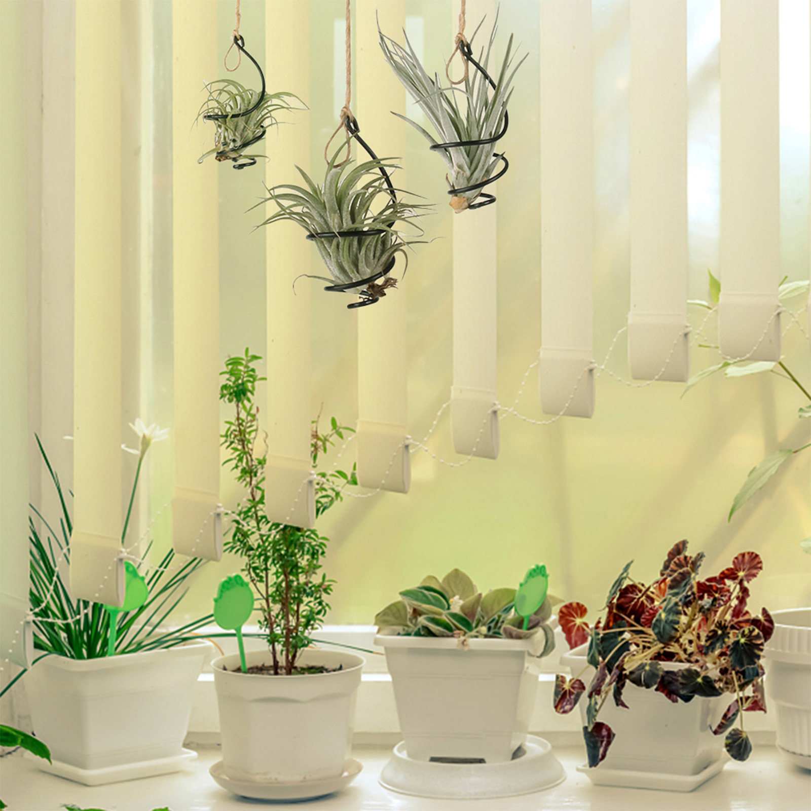 30 Adet Metal Hava Bitkisi Tut - Air Plant Tillandsia incelemesi ve fiyatı