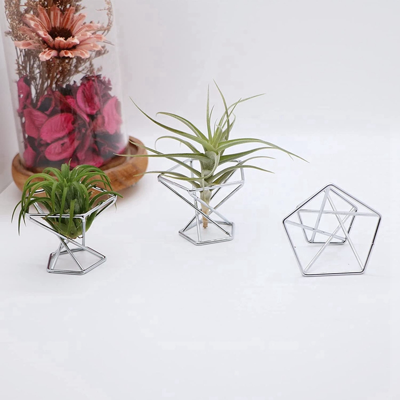 5'li Paket Hava Bitkisi Tutucu - Air Plant Tillandsia incelemesi ve fiyatı