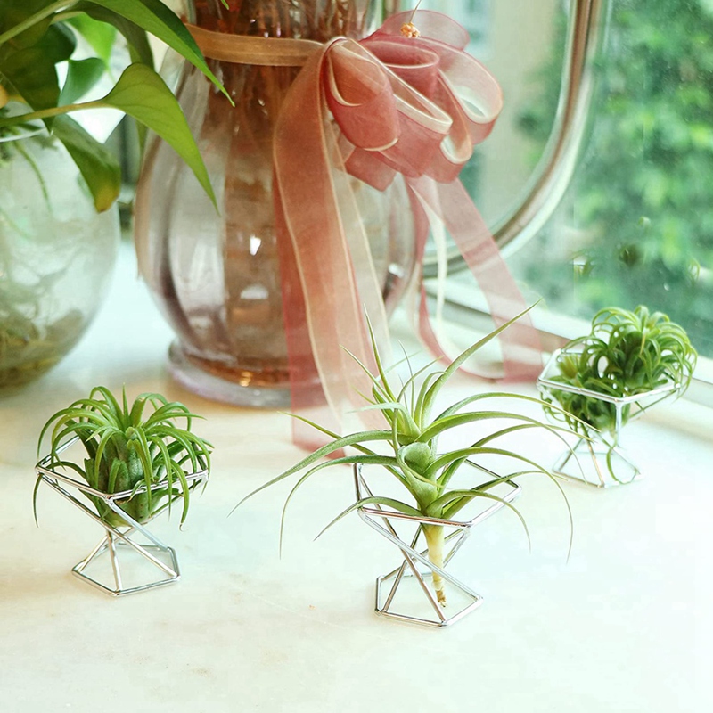 5'li Paket Hava Bitkisi Tutucu - Air Plant Tillandsia incelemesi ve fiyatı