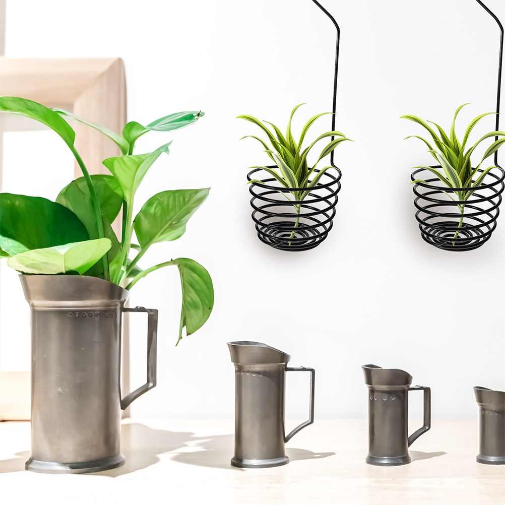 3 Adet Spiral Şeklinde Hava Bi - Air Plant Tillandsia incelemesi ve fiyatı