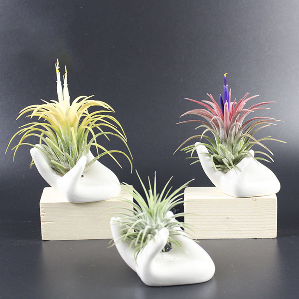 8 Adet Seramik Parmak Ocarina  - Air Plant Tillandsia incelemesi ve fiyatı