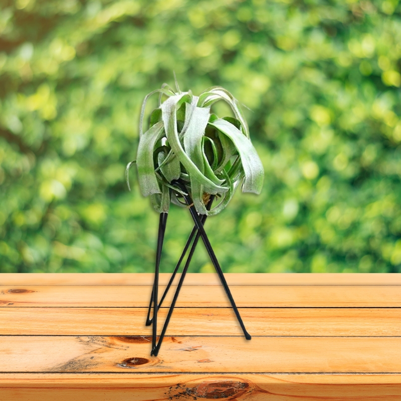 Hava Tesisi Tutucu Metal Saksı - Air Plant Tillandsia incelemesi ve fiyatı