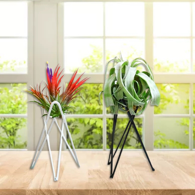 Hava Tesisi Tutucu Metal Saksı - Air Plant Tillandsia incelemesi ve fiyatı