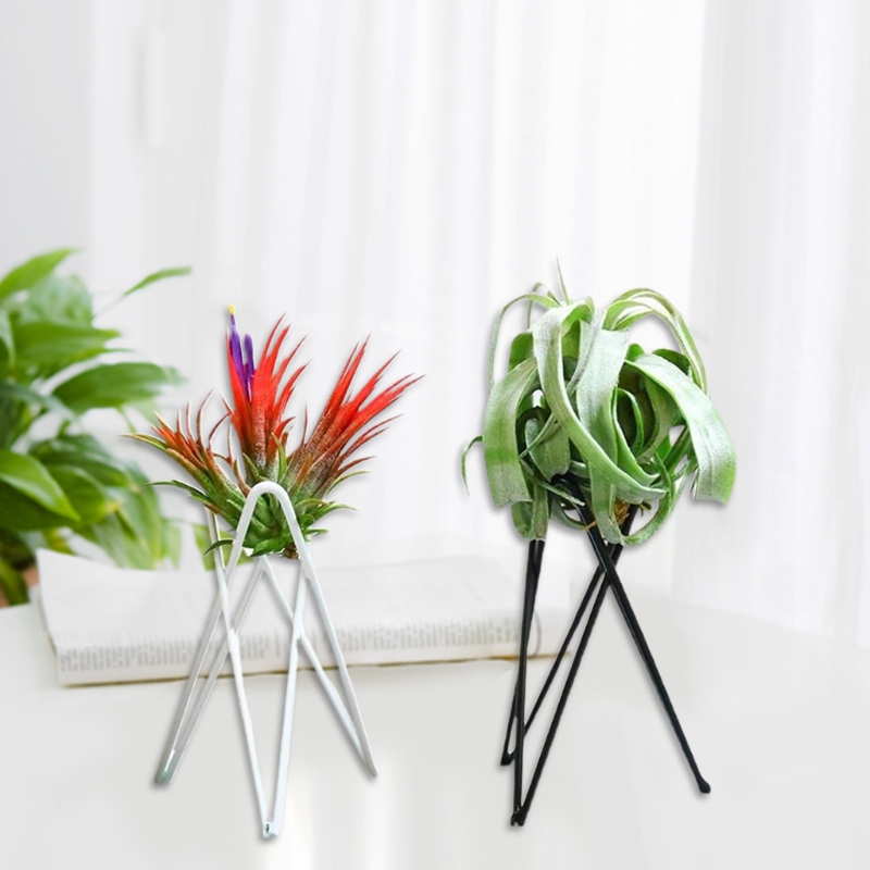 Hava Tesisi Tutucu Metal Saksı - Air Plant Tillandsia incelemesi ve fiyatı