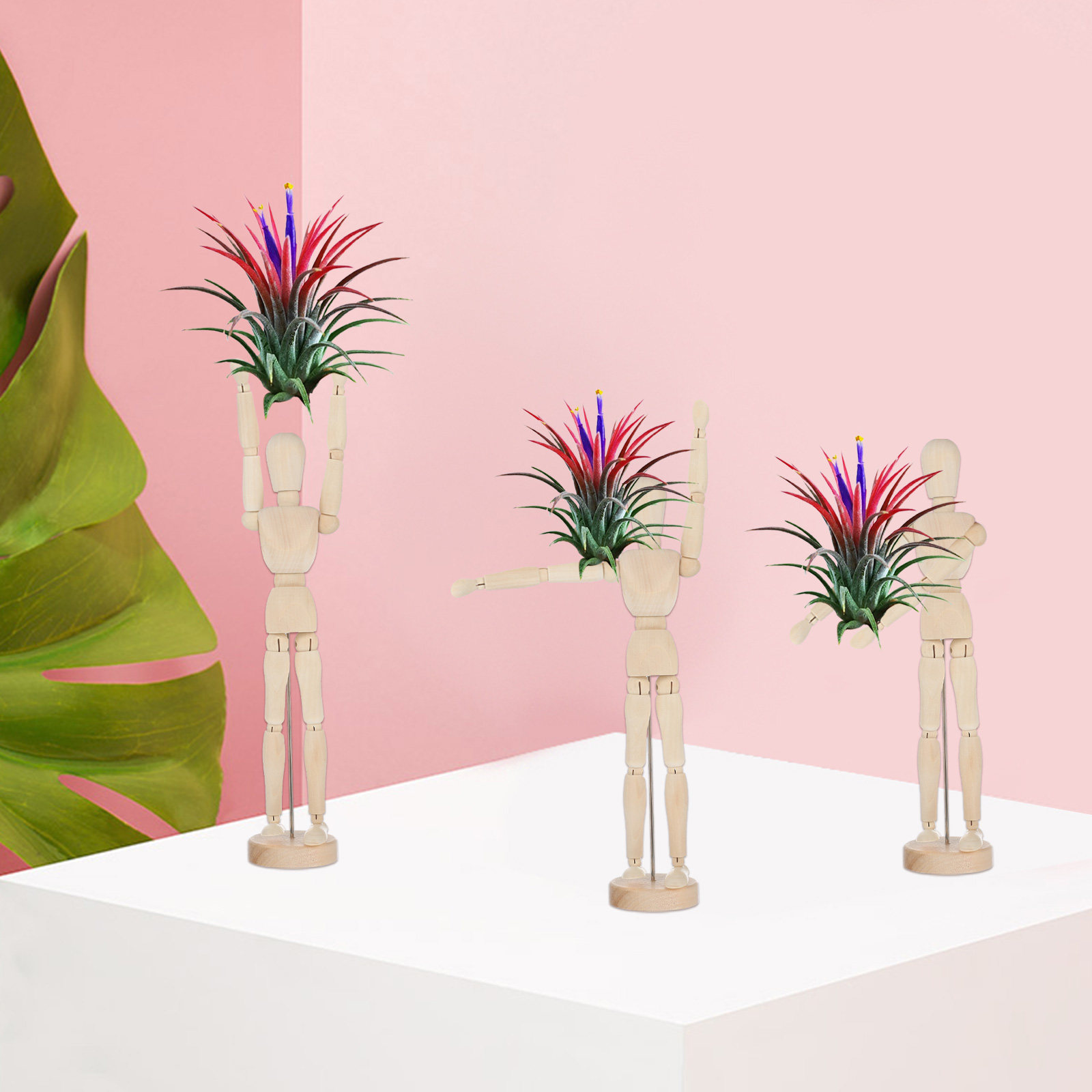 Hava Bitkisi Standı, Ahşap Bağ - Air Plant Tillandsia incelemesi ve fiyatı