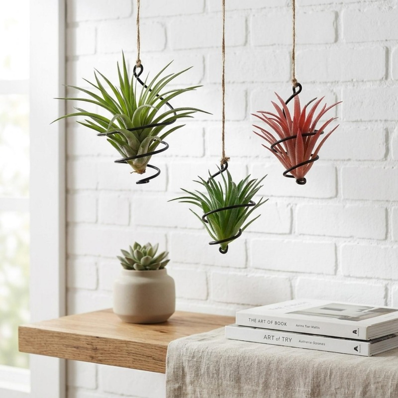 Asılı Hava Bitkisi Tutucularla - Air Plant Tillandsia incelemesi ve fiyatı